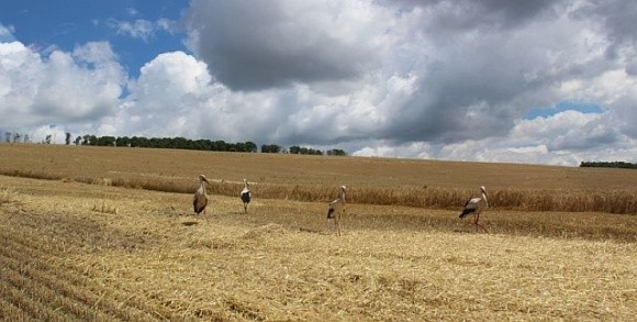 Агрофірма Ольгопіль готується до посівної фото, ілюстрація