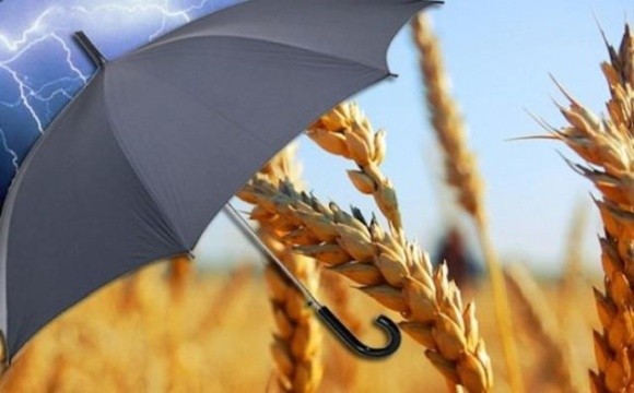 Агрострахування для українських аграріїв обіцяють запустити під озимі культури урожаю 2022 року фото, ілюстрація