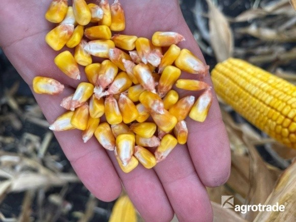  Група АГРОТРЕЙД закінчила рік з найкращими показниками врожайності кукурудзи фото, ілюстрація