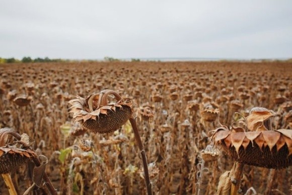 АГРОТРЕЙД збільшить обсяги зберігання зерна в бегах до 100 тисяч тонн фото, ілюстрація