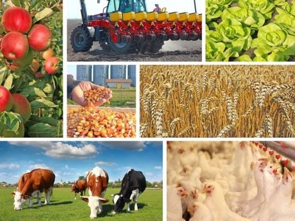 ТОП-10 питань про стан аграрної галузі України, — відповідає експерт. Продовження фото, ілюстрація