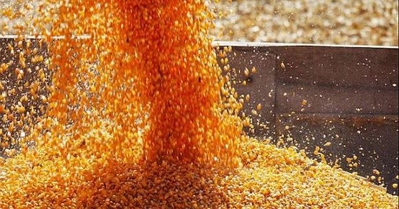 Активний експорт кукурудзи спричинив підвищення цін фото, ілюстрація