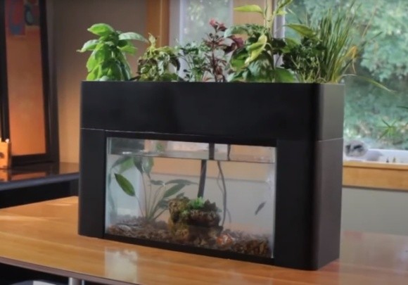 Розробники створили теплицю-акваріум, у якій можна вирощувати свіжі трави й овочі цілий рік  фото, ілюстрація
