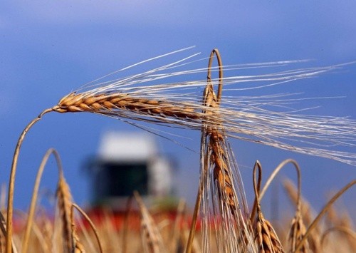 Ранні зернові та зернобобові в Україні обмолочено майже на 60% площ фото, ілюстрація