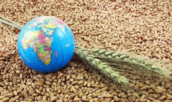 Чверть експортованої української пшениці надходить до країн, які потерпають від гуманітарної кризи фото, ілюстрація