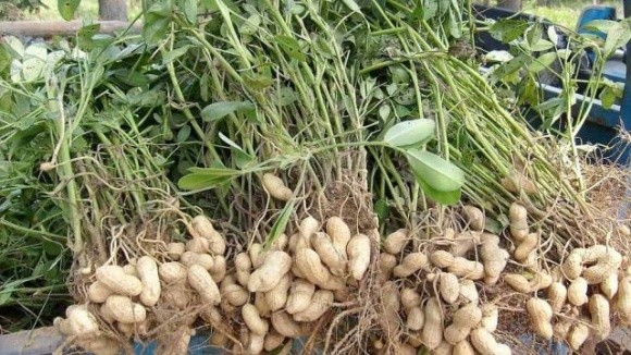 В Україні набирає популярності вирощування арахісу фото, ілюстрація