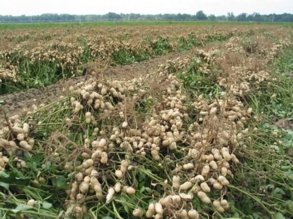 Екзотичний арахіс вирощують на Півдні України: досвід компанії «Легіон-Агро» фото, ілюстрація
