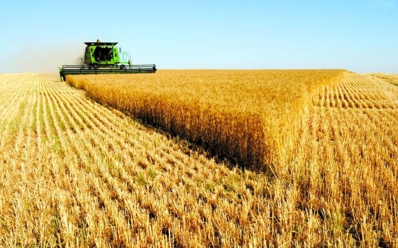 Аргентина суттєво збільшує виробництво та експорт пшениці фото, ілюстрація