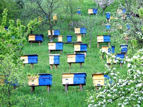 Методичні рекомендації щодо попередження отруєння бджіл: покрокові дії пасічника фото, ілюстрація