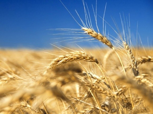 Зростання споживання зернових у світі відбувається за рахунок тваринництва фото, ілюстрація
