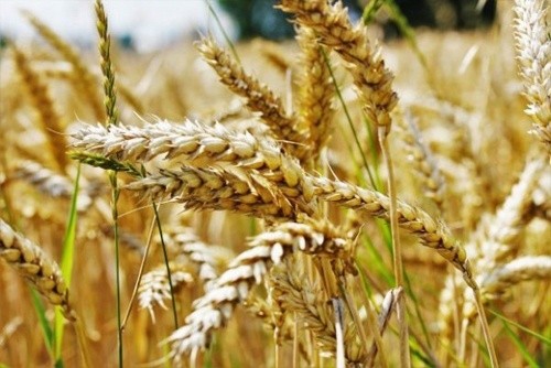 Аграрії України зібрали понад 200 тис. тон ранніх зернових фото, ілюстрація
