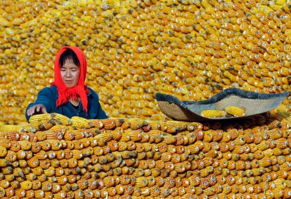 Китайський експорт кукурудзи: вперше за 10 років митниця "дає добро" фото, ілюстрація