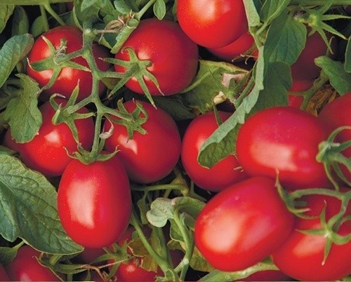 В Україні почали дешевшати томати фото, ілюстрація