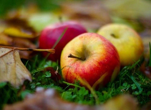 В Україні знову дешевшає яблоко фото, ілюстрація