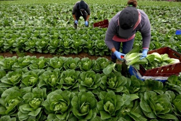 Як у Польщі фермери влаштовуватимуть сезонних працівників: умови фото, ілюстрація