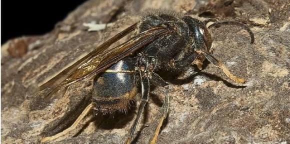 Європейським бджолам загрожують азійські шершні фото, ілюстрація