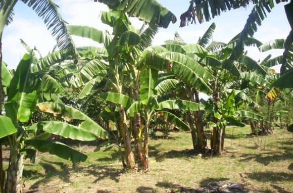 В Бесарабії банани можуть витіснити виноградники фото, ілюстрація