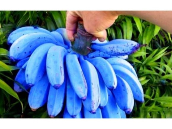 Селекціонери створили банани вражаючого кольору  фото, ілюстрація