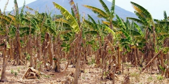 В Индии будут «генерировать богатство из банановых отходов» фото, иллюстрация