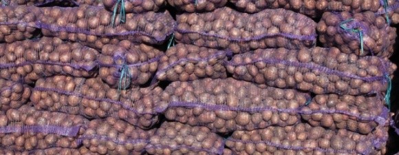 Україна несподівано стала найбільшим постачальником картоплі в Білорусь фото, ілюстрація