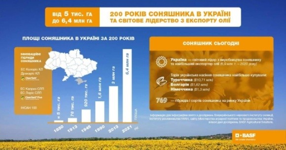 200 років соняшника в Україні: від посівних площ у 5 тис. га до світового лідерства. Як українцям вдалося? фото, ілюстрація