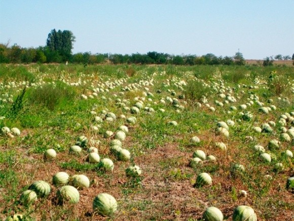 2,5 га остались на поле нетронутыми, — херсонские фермеры не могут продать урожай арбузов фото, иллюстрация