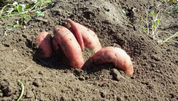 Найвищу врожайність батату в Україні дає сорт Вінницький рожевий фото, ілюстрація
