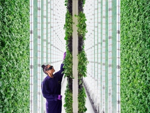 «Байєр» і Temasek відкривають інноваційну компанію з вертикального землеробства фото, ілюстрація