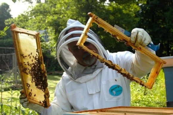 Миколаївська область — лідер із сертифікації органічного бджільництва: як отримати органік-сертифікат? фото, ілюстрація
