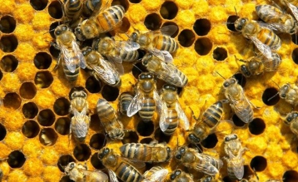 В Україні розробили систему захисту пасік від хвороб та отруєнь бджіл фото, ілюстрація