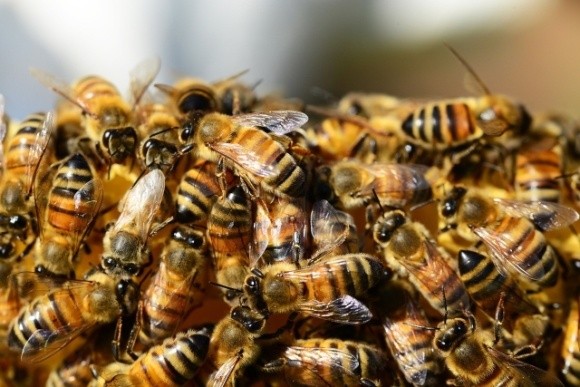 Проблема загибелі бджіл від неонікотиноїдів надумана, — експерт фото, ілюстрація