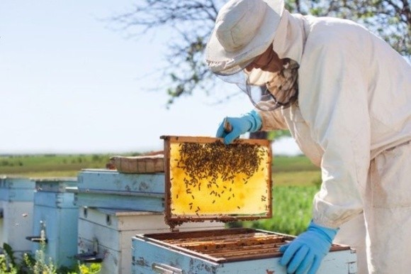 Завдяки юридичній підтримці, бджолярам Одещини вдається скоротити випадки отруєнь бджіл фото, ілюстрація
