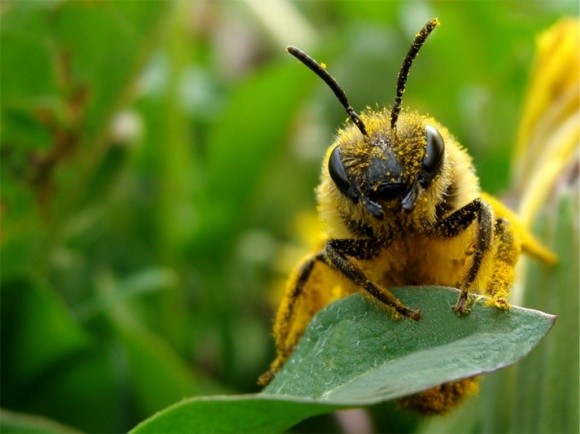 Підготовлено пам’ятку про запобігання отруєння бджіл пестицидами фото, ілюстрація