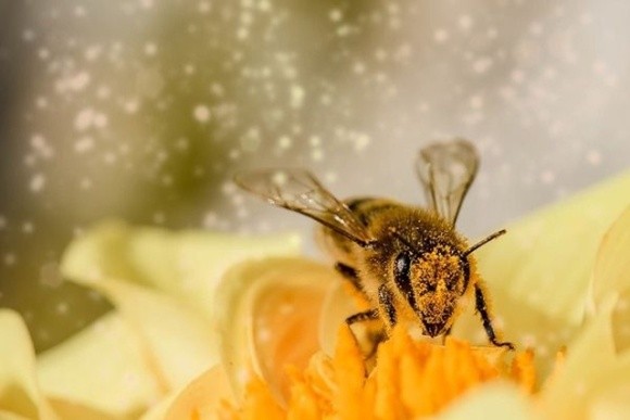 Запилення дикими бджолами підвищує урожайність люцерни в 6 разів фото, ілюстрація