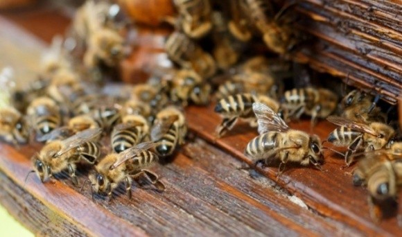 Отруєння бджіл: ситуація повторюється фото, ілюстрація