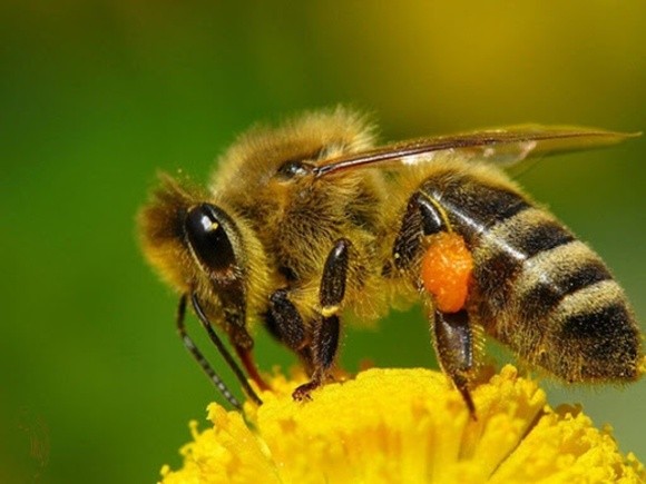 Фахівці компанії BASF нагадують про те, як застосовувати ЗЗР, не шкодячи бджолам фото, ілюстрація