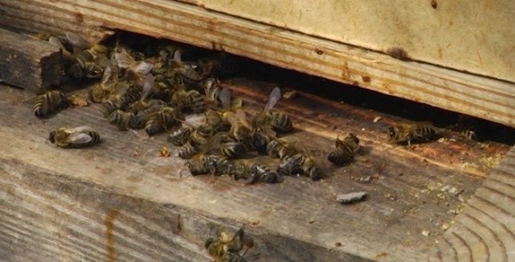 На Рівненщині масово загинули бджоли фото, ілюстрація