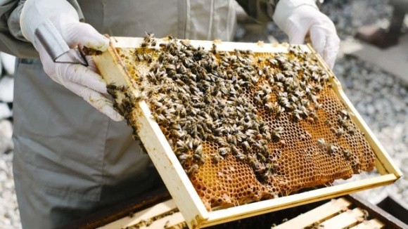 Регіон у Хорватії оголосили зоною стихійного лиха через отруєння 50 млн бджіл фото, ілюстрація