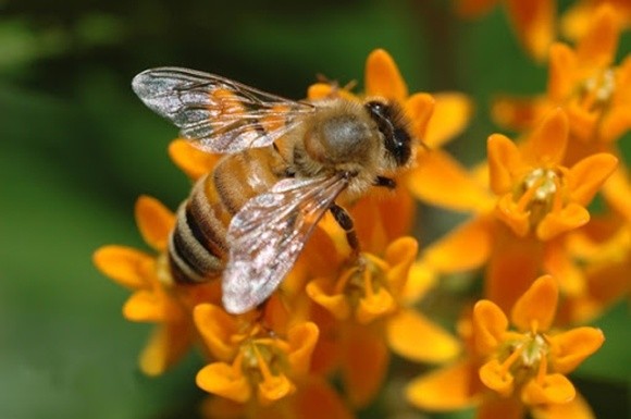 У Парламенті зареєстрували законопроєкт про кримінальну відповідальність за знищення бджіл фото, ілюстрація