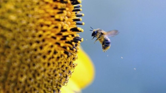 Аргентинські науковці знайшли спосіб керувати бджолами, підвищуючи врожай фото, ілюстрація