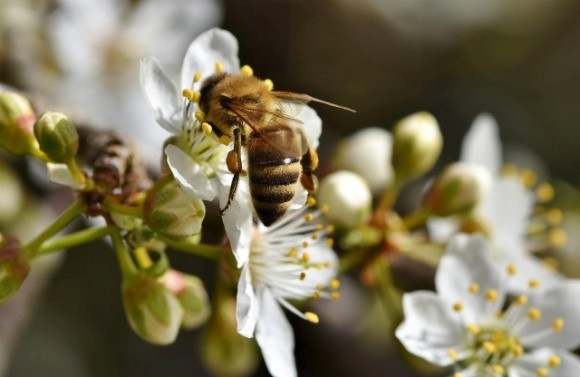 «Геноцид бджіл»: у Луцьку затвердили правила застосування пестицидів на території громади фото, ілюстрація