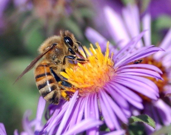 Інколи неонікотиноїди можуть приносити користь бджолам, — Американське хімічне товариство фото, ілюстрація