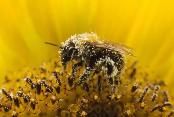 Франція заборонила 2 пестициди через шкідливість для бджіл фото, ілюстрація