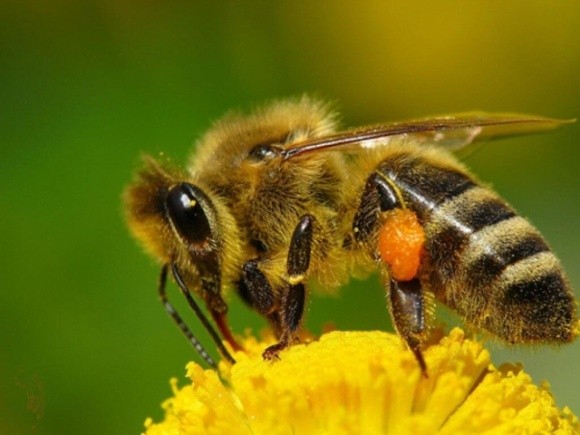 ЄС заборонив пестицид компанії Bayer за його шкоду бджолам фото, ілюстрація