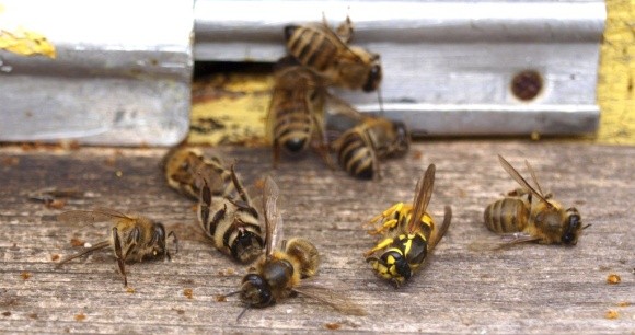 В США мільйони бджіл загинули через вірус Зіка фото, ілюстрація