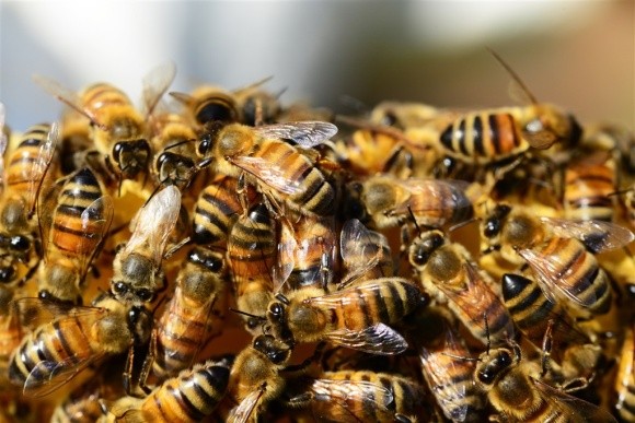 Африканські бджоли розмножуються без самців фото, ілюстрація