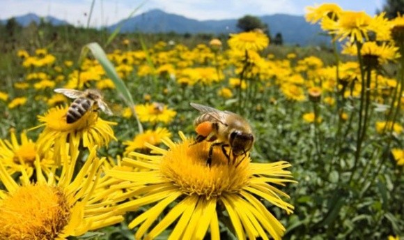 В Україні стартував проєкт «Належна бджільницька практика» фото, ілюстрація