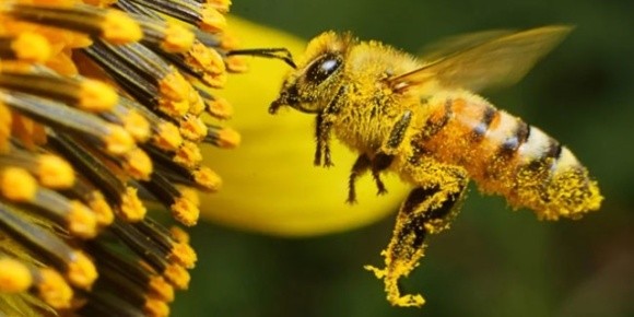 Американський студент винайшов вакцину, яка захищає бджіл від пестицидів фото, ілюстрація