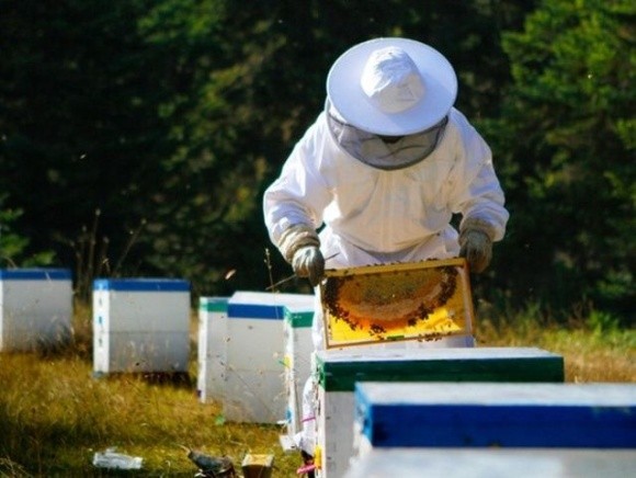 У Мінекономіки обговорили законодавчі ініціативи в галузі бджільництва фото, ілюстрація