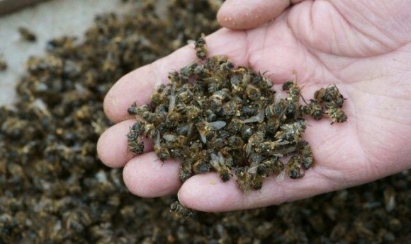 Посівна – сезон підвищеної небезпеки для бджіл фото, ілюстрація